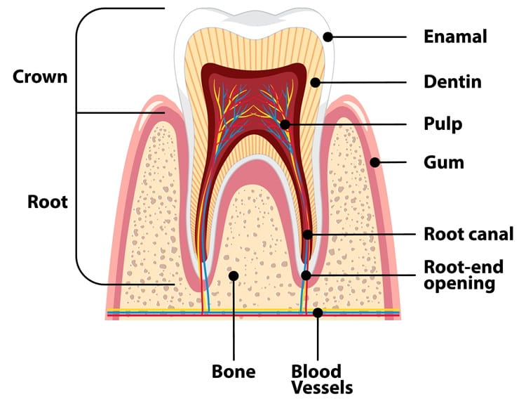 ozone therapy in dentistry infographics